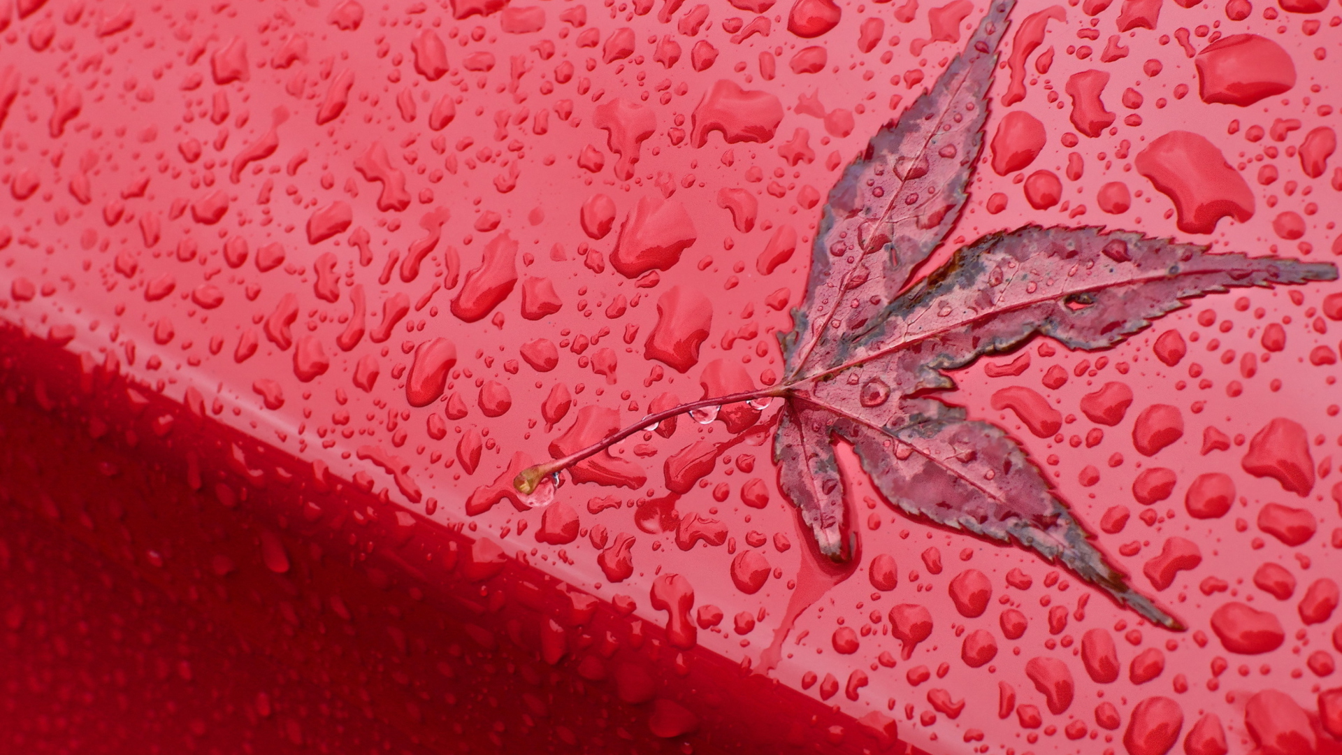 Rainy Red Autumn wallpaper 1920x1080