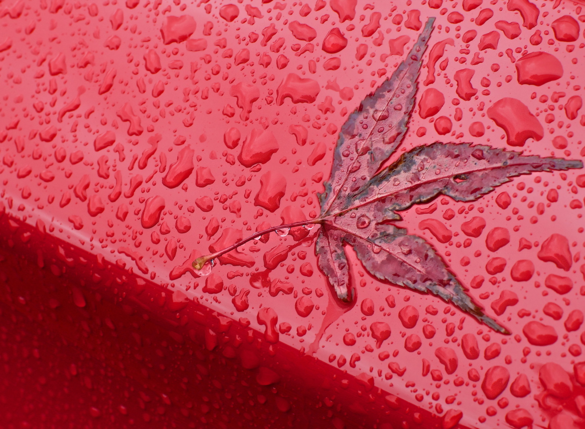 Screenshot №1 pro téma Rainy Red Autumn 1920x1408