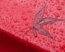 Das Rainy Red Autumn Wallpaper 220x176