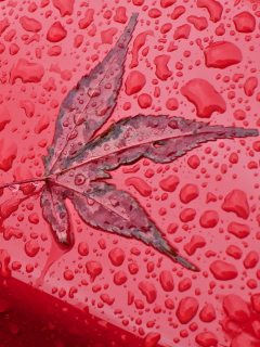 Обои Rainy Red Autumn 240x320