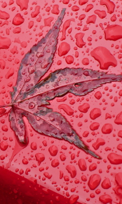Das Rainy Red Autumn Wallpaper 240x400