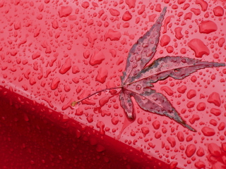 Das Rainy Red Autumn Wallpaper 320x240