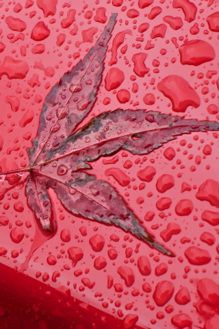 Rainy Red Autumn wallpaper 320x480