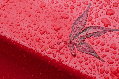 Rainy Red Autumn wallpaper 480x320