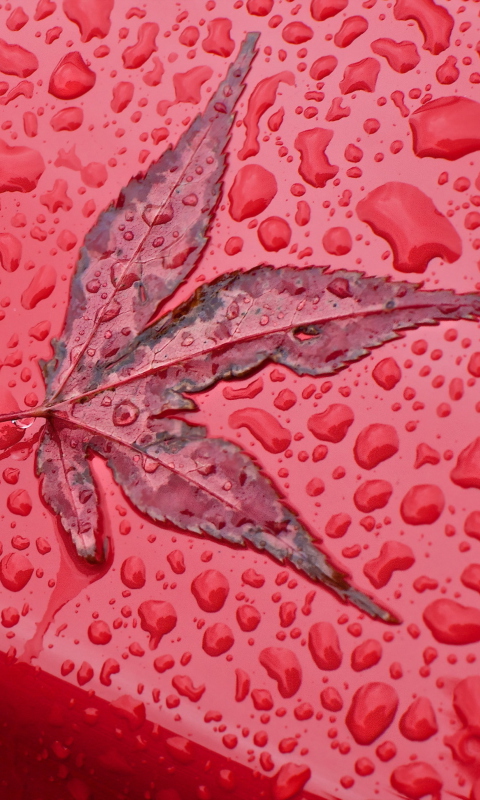 Das Rainy Red Autumn Wallpaper 480x800