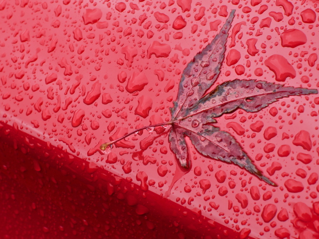Обои Rainy Red Autumn 640x480