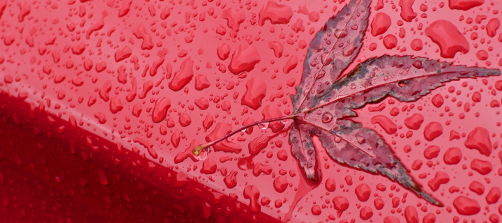 Rainy Red Autumn wallpaper 720x320