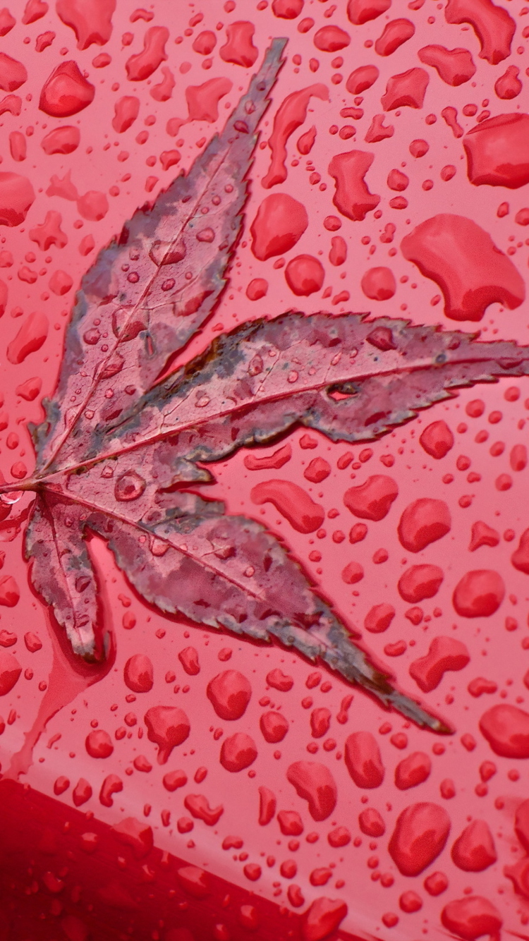 Rainy Red Autumn wallpaper 750x1334