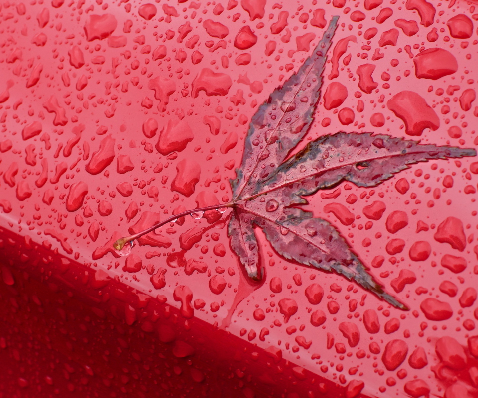 Fondo de pantalla Rainy Red Autumn 960x800