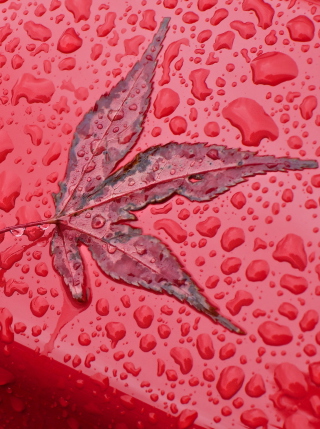 Kostenloses Rainy Red Autumn Wallpaper für Samsung S8500 Wave