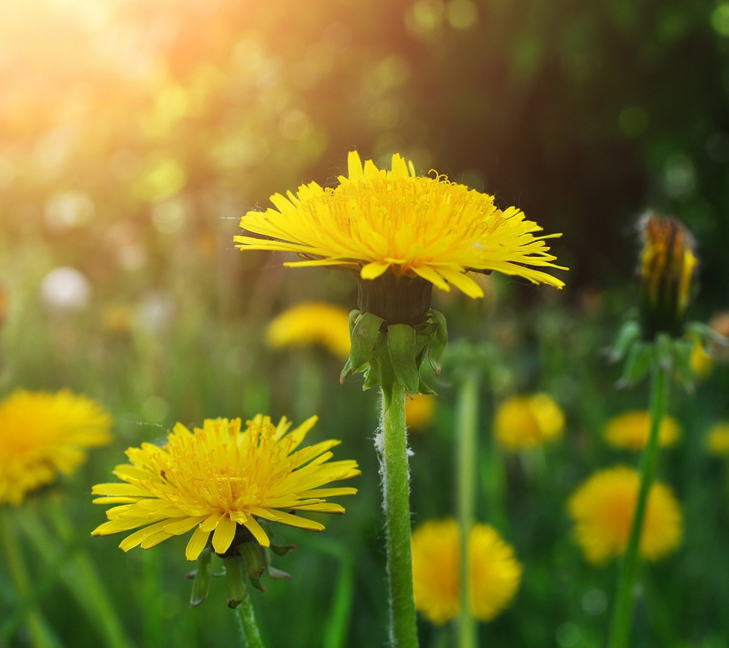 Обои Dandelions 1440x1280