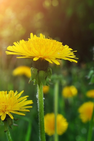 Sfondi Dandelions 320x480