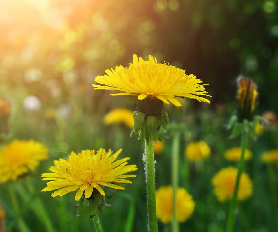 Dandelions wallpaper 960x800