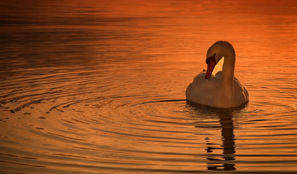 White Swan At Golden Sunset wallpaper 1024x600