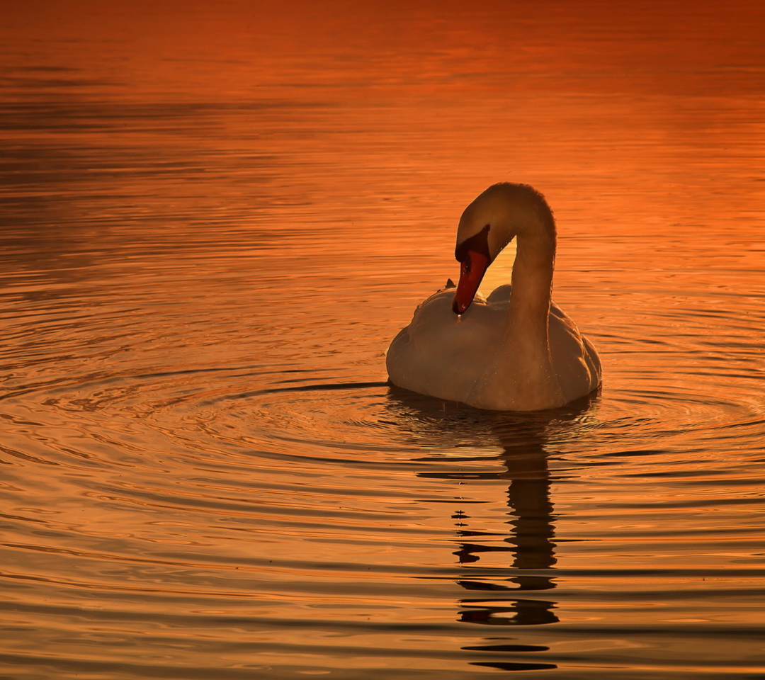Обои White Swan At Golden Sunset 1080x960