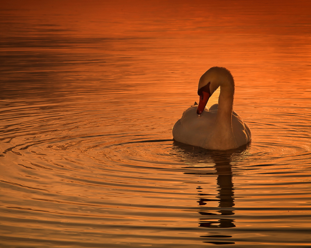 White Swan At Golden Sunset wallpaper 1280x1024