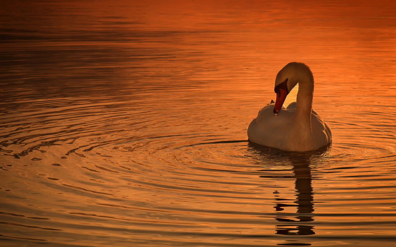 Das White Swan At Golden Sunset Wallpaper 1280x800