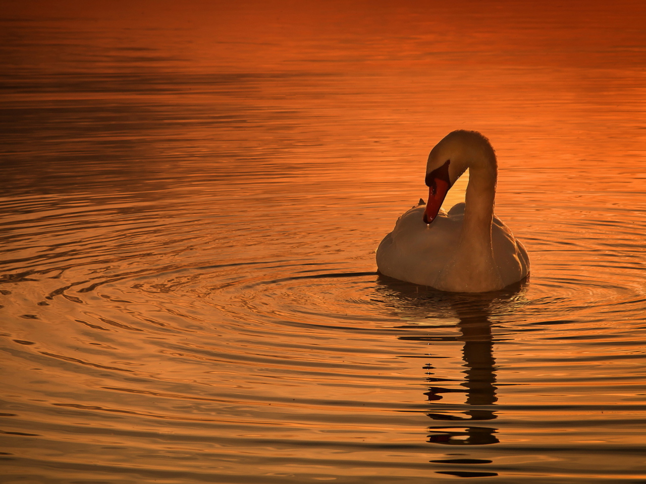 Das White Swan At Golden Sunset Wallpaper 1280x960