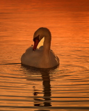 White Swan At Golden Sunset wallpaper 128x160