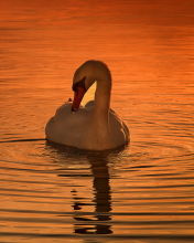 Das White Swan At Golden Sunset Wallpaper 176x220