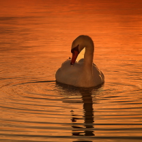 Fondo de pantalla White Swan At Golden Sunset 208x208