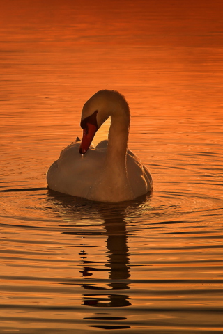 Sfondi White Swan At Golden Sunset 320x480