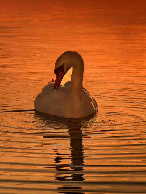 White Swan At Golden Sunset wallpaper 480x640