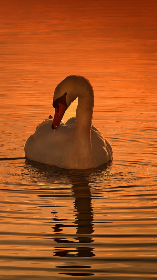 White Swan At Golden Sunset wallpaper 640x1136