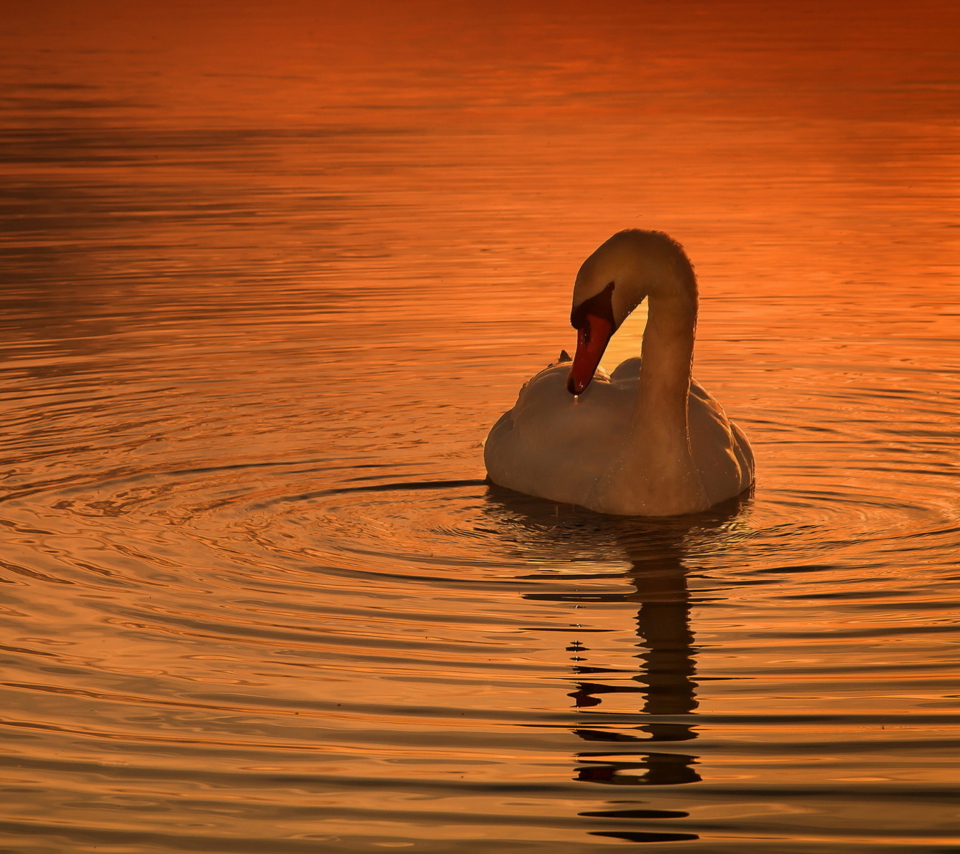 Обои White Swan At Golden Sunset 960x854