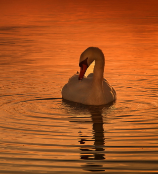 White Swan At Golden Sunset - Obrázkek zdarma pro 208x208