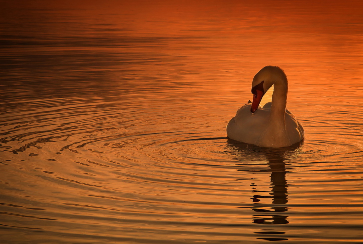 Sfondi White Swan At Golden Sunset