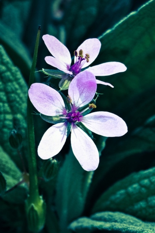 Flower wallpaper 320x480