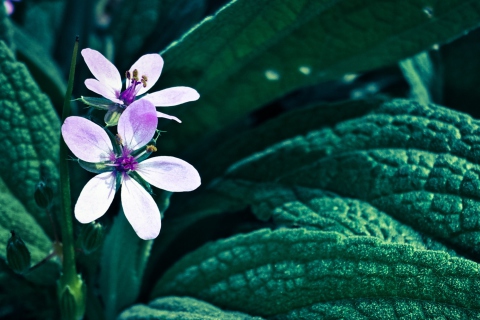 Flower screenshot #1 480x320