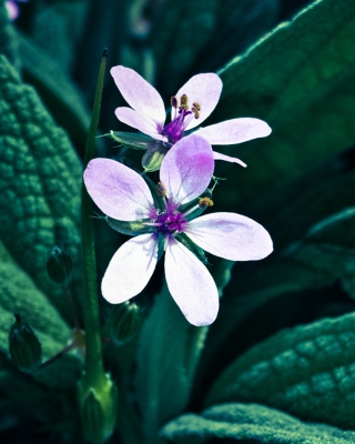 Flower Picture for Nokia C2-02