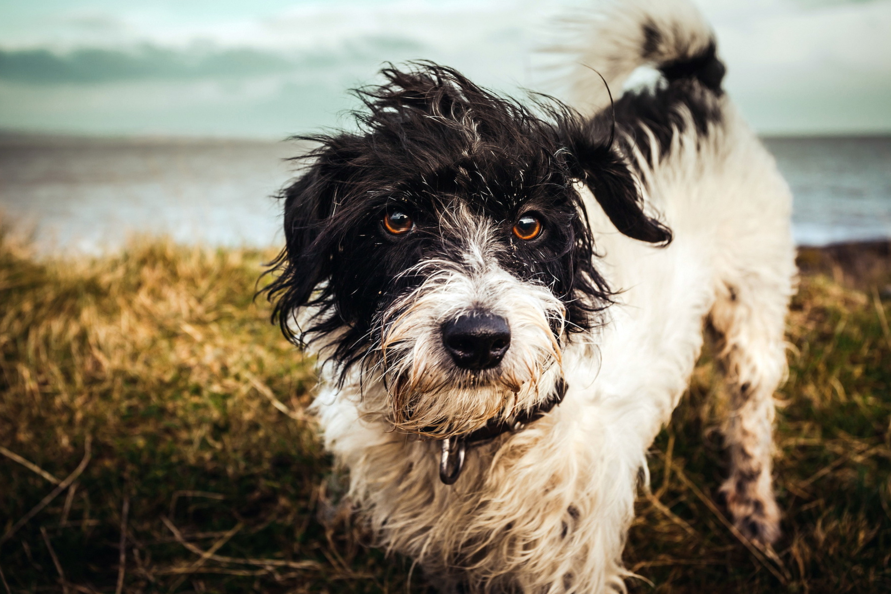 More dogs. Барбос порода собак. Лохматая собака. Мохнатая собачка. Лохматый щенок.