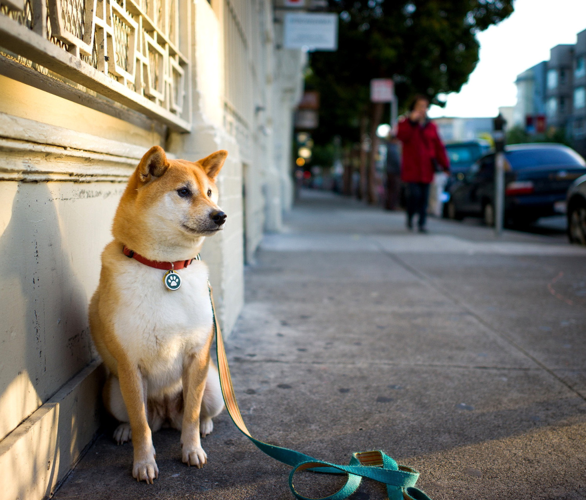 Akita Puppy wallpaper 1200x1024