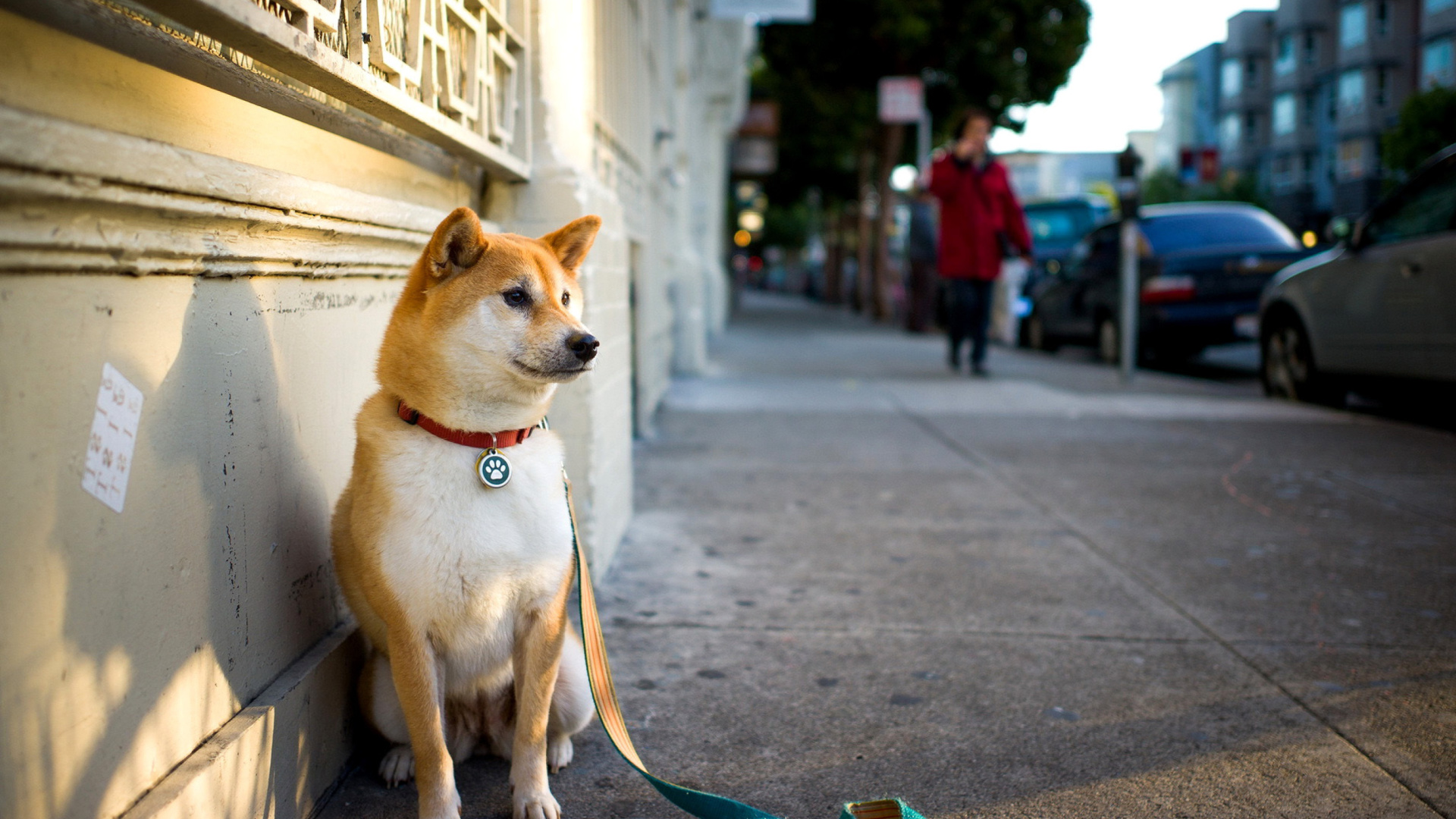 Akita Puppy wallpaper 1920x1080