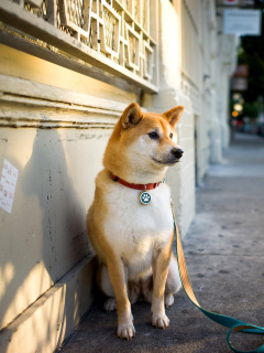 Akita Puppy screenshot #1 240x320