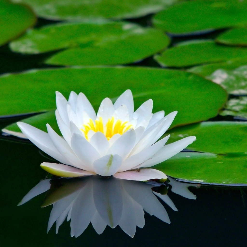 Water Lily wallpaper 1024x1024