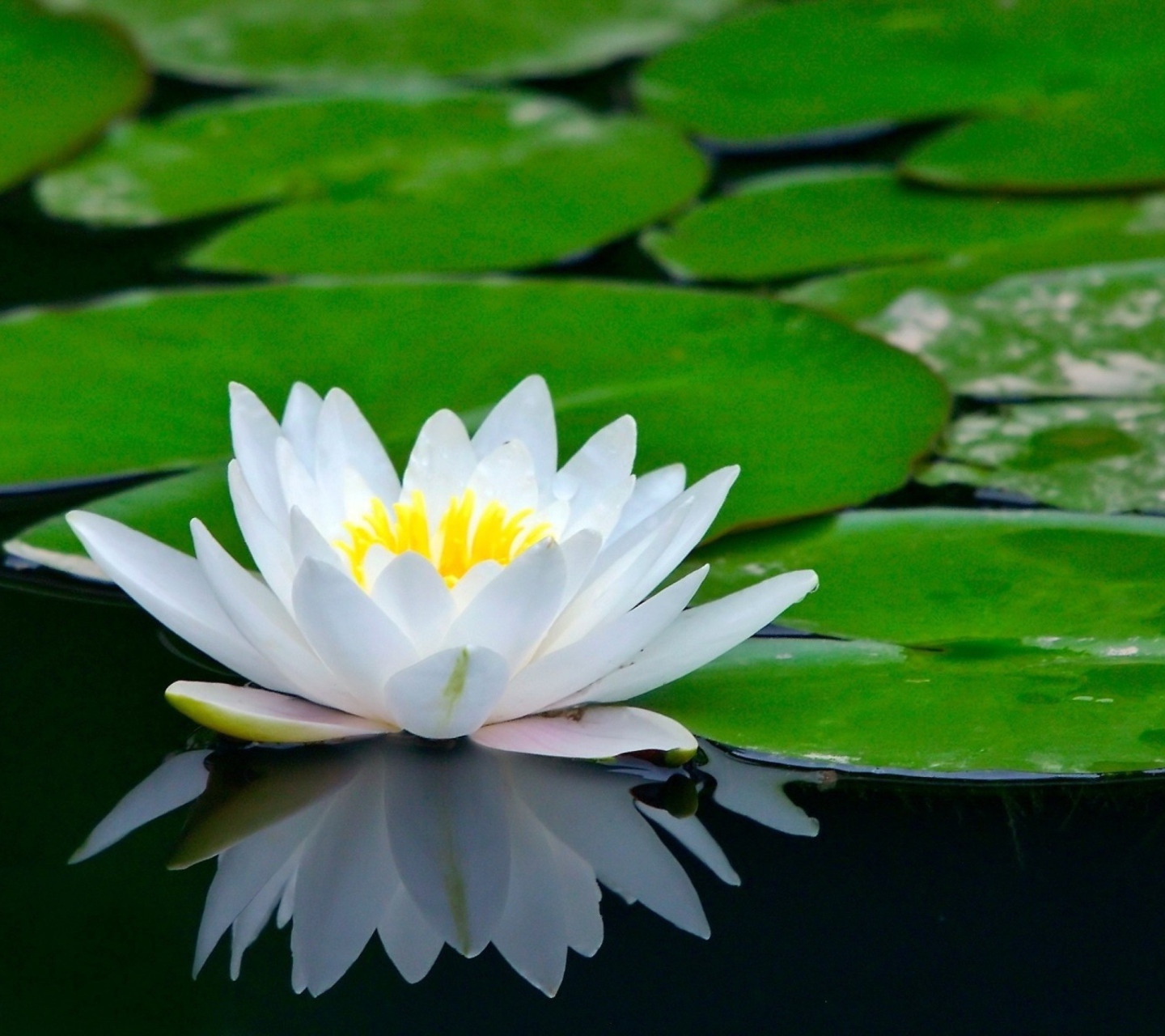 Water Lily wallpaper 1440x1280