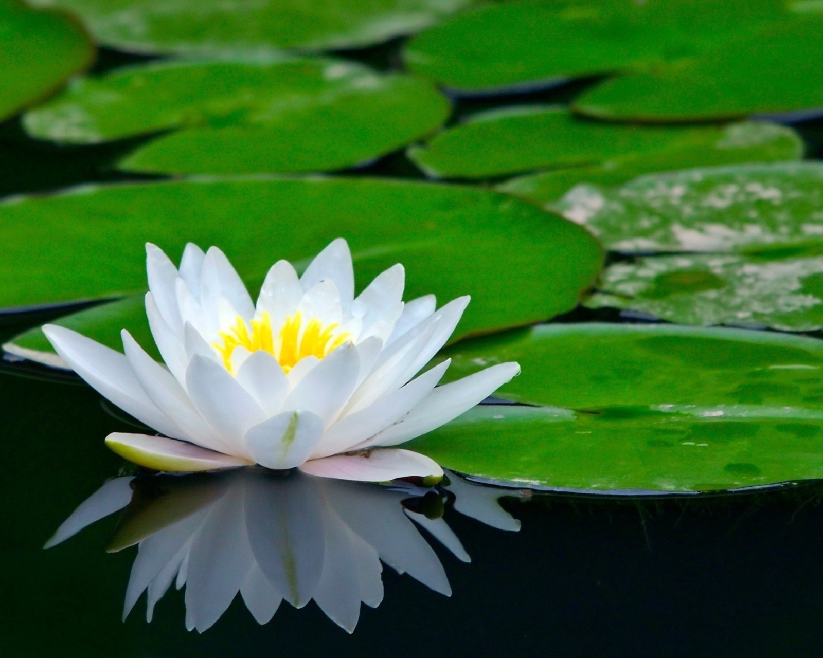Water Lily wallpaper 1600x1280