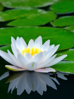 Water Lily wallpaper 240x320