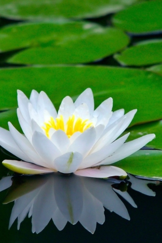 Water Lily wallpaper 320x480