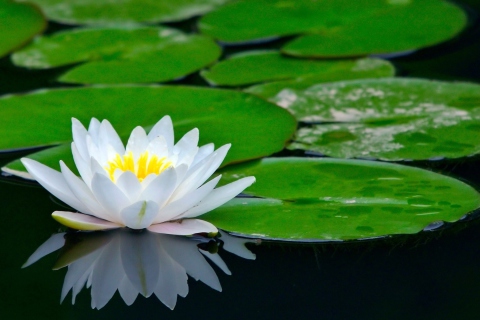 Water Lily wallpaper 480x320
