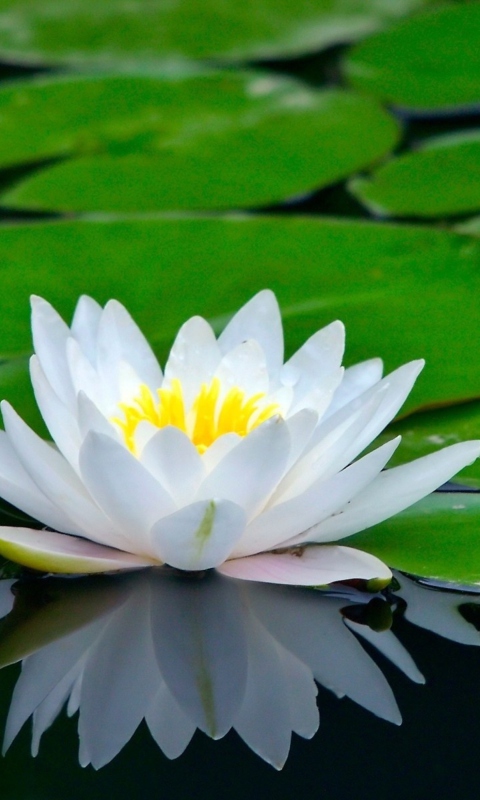 Water Lily wallpaper 480x800