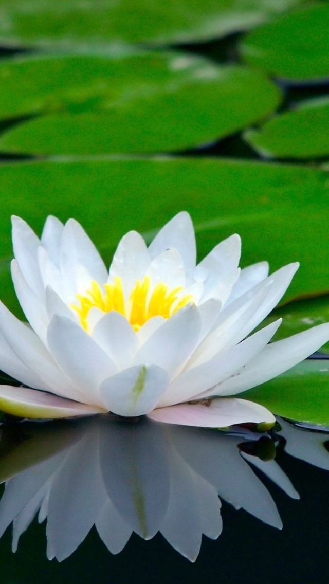 Das Water Lily Wallpaper 640x1136