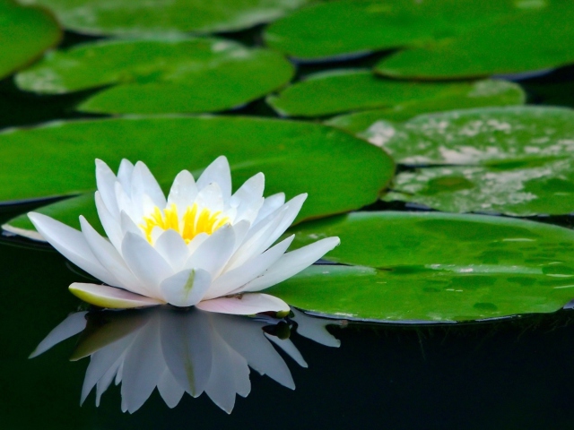 Water Lily wallpaper 640x480