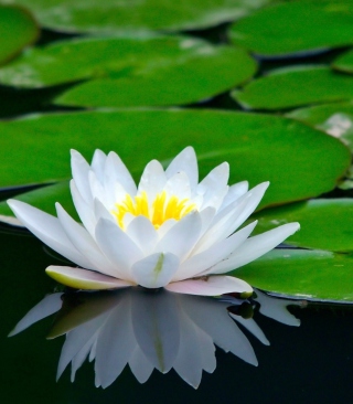 Water Lily Background for Nokia Lumia 925