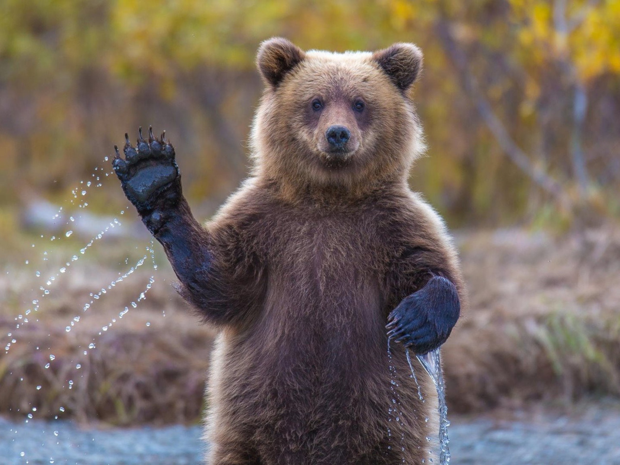 Grizzly Bear wallpaper 1280x960