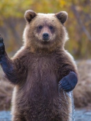 Sfondi Grizzly Bear 132x176